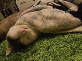 68858_918924896_228large.jpg