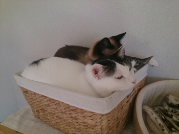 20150305133210519.jpg