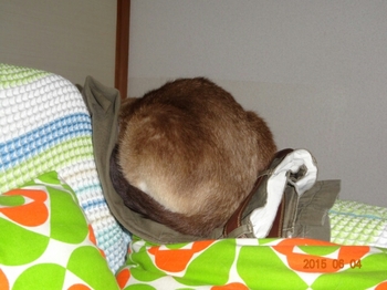 20150605234751603.jpg