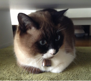 image-20130327033441.png