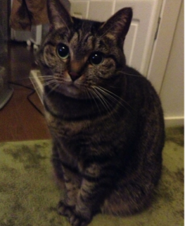image-20130327033910.png
