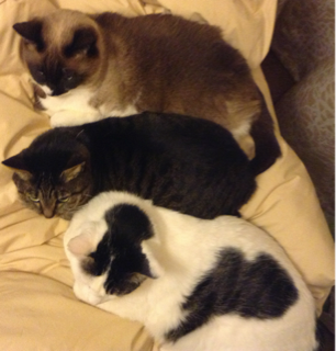 image-20130327034153.png
