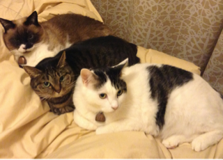 image-20130327034349.png