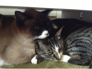 image-20130327035523.png