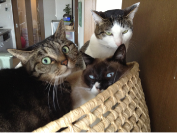 image-20130524004025.png