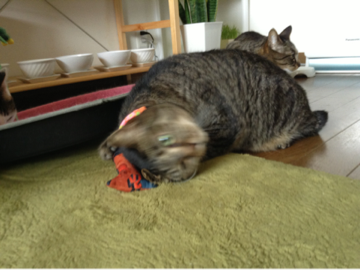 image-20130603135546.png